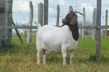 Boer female goat very awarded in Brazil. The Boer is a breed developed in South Africa