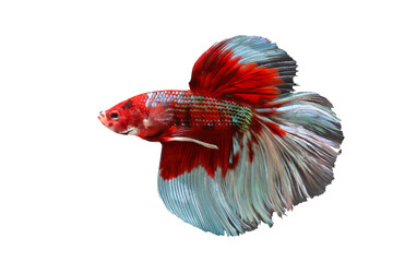Betta fish, Siamese fighting fish isolated on transparent background png file
