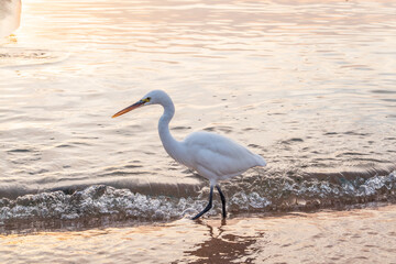 Great egret (Ardea alba), a medium-sized white heron fishing on the sea beach