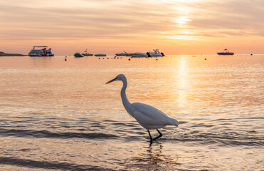 Great egret (Ardea alba), a medium-sized white heron fishing on the sea beach