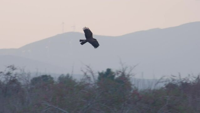 The western marsh harrier (Circus aeruginosus) fly gracefully over reeds in river delta