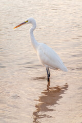 Great egret (Ardea alba), a medium-sized white heron fishing on the sea beach