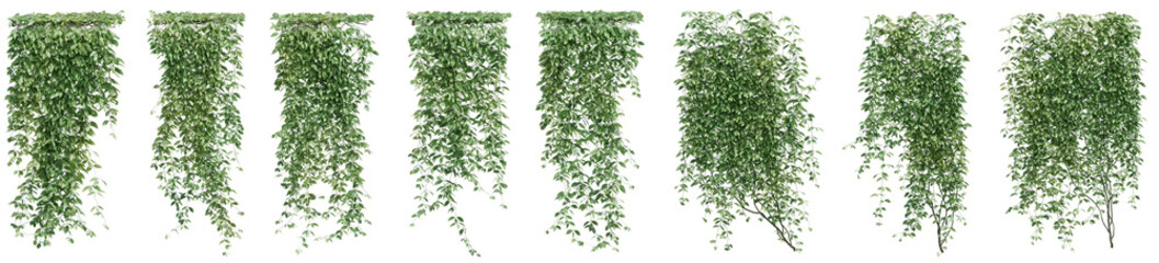 Set of Mucuna pruriens plant, Ivy and vine for decorate wall and fence with isolated on transparent background. png file, 3d rendering illustration, clip art and cut