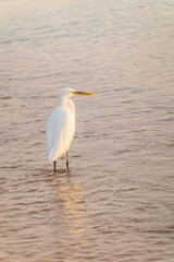 Great egret (Ardea alba), a medium-sized white heron fishing on the sea beach