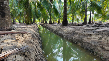 Coconut tree field at Ben Tre, Mekong Delta, Viet nam in hot season, drought,dried soil but ditch...
