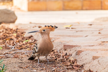 Eurasian hoopoe or Common hoopoe (Upupa epops) bird close-up on the ground © Dmitrii Potashkin