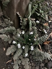 White flowers on the hiking trail
