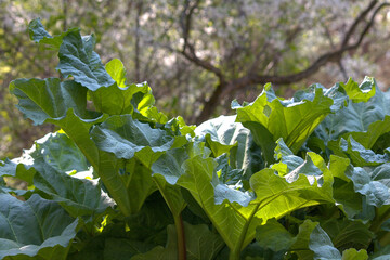 rhubarb leaves and stocks growing in the garden