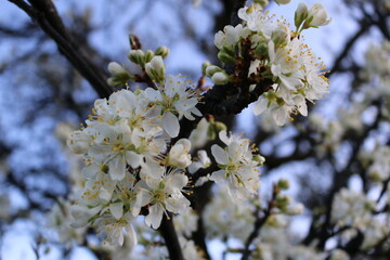 blooming tree