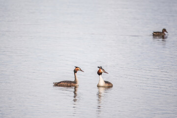 Two Great Crested Grebes swim in the lake