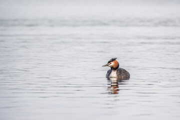 The waterfowl bird Great Crested Grebe swimming in the calm lake