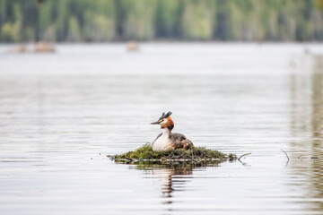 Great Crested Grebe, Podiceps cristatus, water bird sitting on the nest, nesting time on the green lake