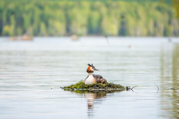 Great Crested Grebe, Podiceps cristatus, water bird sitting on the nest, nesting time on the green lake