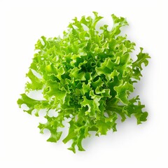 Obraz premium Frisée lettuce featuring curly, green leaves, presented on a plain white background