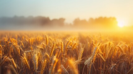 Wheat fields at sunrise with soft light illuminating the golden crops and a misty horizon in the background Generative AI