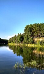  Reflection of trees on the shore of a lake in summer.