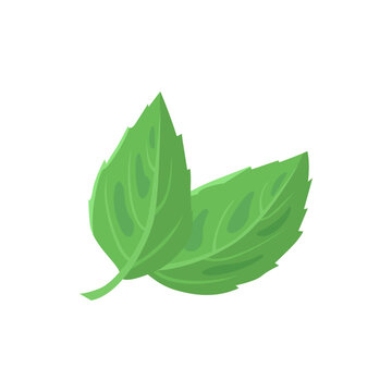 Mint leaf icon. Vector flat simple illustration of green mint leaves.
