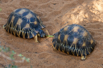 Zwei junge Strahlenschildkröten teilen sich einen Grashalm