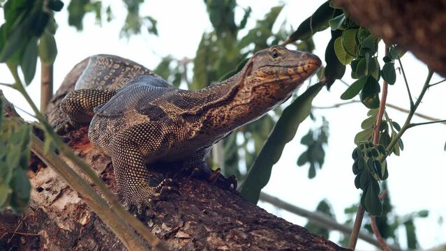 lizard on tree Common Water Monitor ,Varanus salvator , exotic animal ,Komodo dragon, lizard ,reptile ,dragon, comodo, crocodile