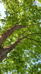 looking up at the sky through the trees