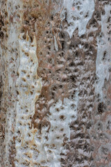 bark of a tree close up