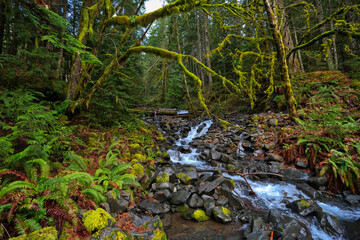 A waterfall in the forest