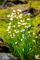 Spring flowers under the rays of sunlight. Snowdrops close-up. Beautiful landscape of nature. Hi...