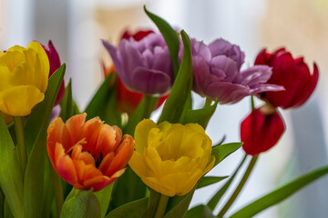 Tulip bouquet with mixed colors and living room back light