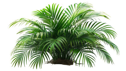 Green palm leaves isolated on white background, close up view. Tropical foliage banner with copy space for text and design. Elegant palm tree leaves in corner, ideal for natural and botanical themes