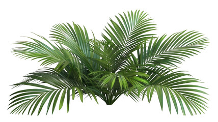 Green palm leaves isolated on white background, close up view. Tropical foliage banner with copy space for text and design. Elegant palm tree leaves in corner, ideal for natural and botanical themes