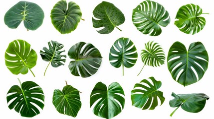 Various green tropical monstera leaves isolated on a white background, showcasing different shapes and textures for botanical design.