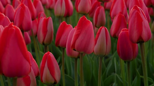 field of red tulips blowing in the wind Slow motion video