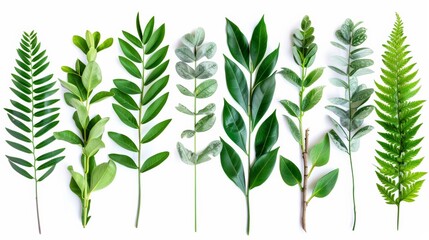 Various green leaves arranged in a row on a white background showcasing diversity in shapes, sizes, and textures.