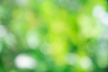 Obraz premium Nature blur green leaf and light abstract background. Sunlight bokeh on soft green leaf tree foliage in a park, blurred leaves forest sunny day in spring or summer, blurred nature pastel background