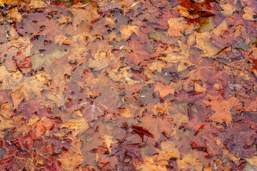 A close-up of autumn leaves in a puddle of