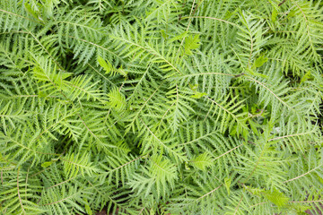botanical background of mugwort plant