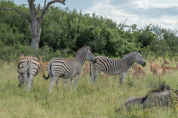 Zebra portrait on African savanna. Safari in Serengeti, Tanzania