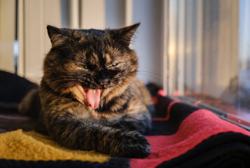 Shorthair tortoiseshell color cat yawns lying on a wool blanket. Early morning. Pet wakes up and...