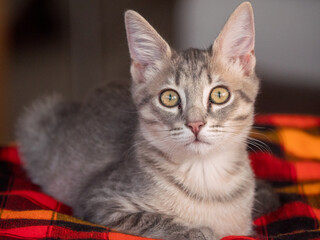Chat domestique gris tigré de 6 mois couché sur une nappe à carreau