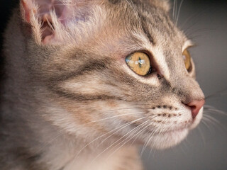 Portrait en gros plan d'un jeune chat gris tigré de 6 mois