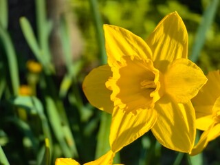 yellow daffodil flower