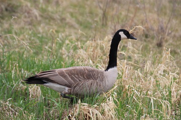 Canadian goose in the grass