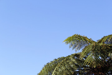 Tree fern canopy against a clear blue sky background