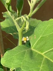 green caterpillar on a leaf