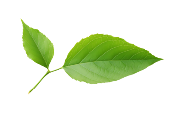 Green leaves on a white background.