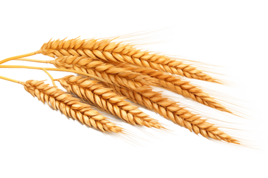 Ears of wheat isolated on transparent background.