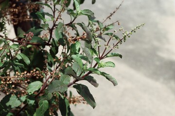 Close up of green basil leaves