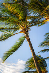 palm trees against the sky