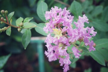 Beautiful of pink spring flowers