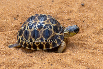 Eine junge Spinnenschildkröte im madegassischen Schutzzentrum Le Villlage des Tortue